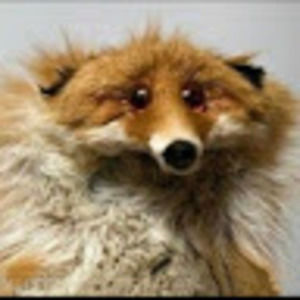 Meet your Posher, Dannie